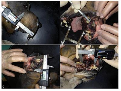 Adenoviral CD40 Ligand Immunotherapy in 32 Canine Malignant Melanomas–Long-Term Follow Up